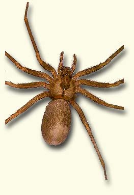 Brown recluse spider, Violin spider
