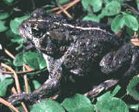 Photograph of adult boreal toad