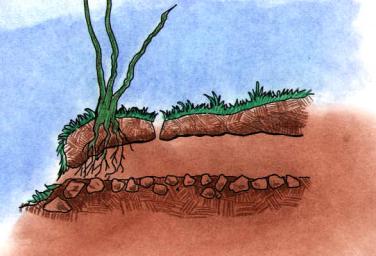 Cut away drawing of a boreal toad burrow. (created by Dale Crawford 