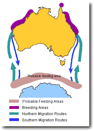 Whale Migration Map