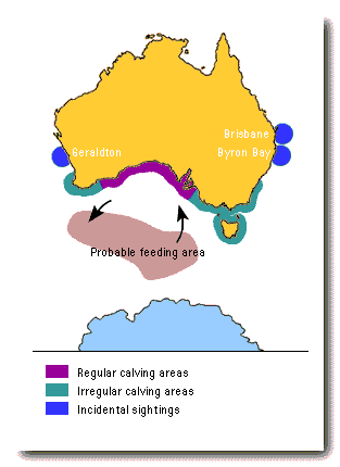 Whale calving sites