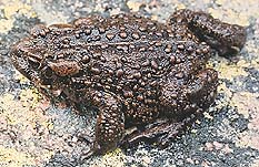 Photograph of the boreal toad (Bufo boreas)