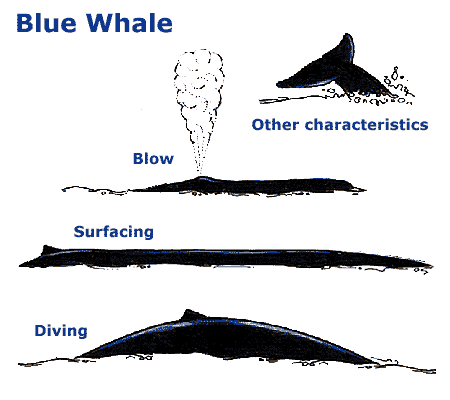 Blue Whale