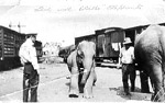 The Wirths Circus elephants