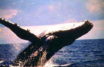 Humpback