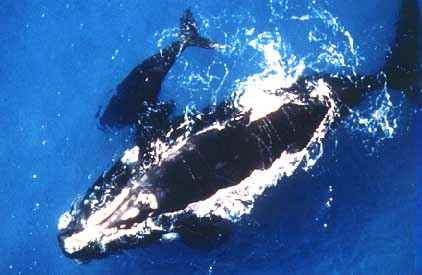 Humpback and calf