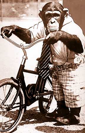 Jo Mendi, a chimpanzee, came to the zoo in 1932 after a career in the movies and on Broadway. It was the middle of the Great Depression and with so many Detroiters in dire straits the zoo society didn't feel it could spend the money to acquire the chimp, so Director Millen purchased him with his own money. 