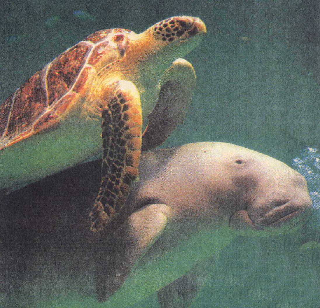 Okinawa Japan's Dugongs with a sea turtle.