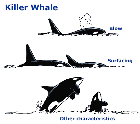 Orca Visual Characteristics