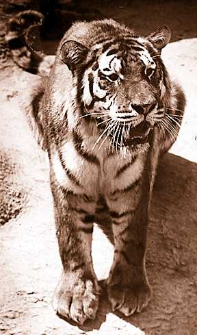 Queenie, a handsome Siberian tiger, was killed in 1935 by Nellie, pictured here, who later killed a male tiger. After her second killing, Nellie was placed in solitary confinement. 