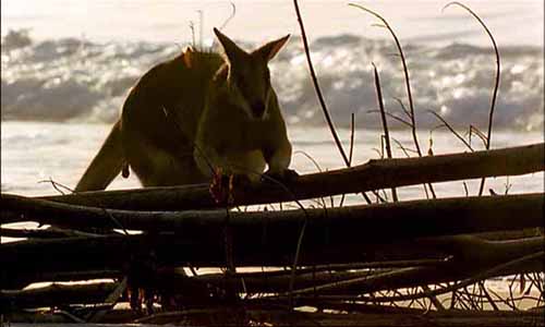 Tree Kangaroo