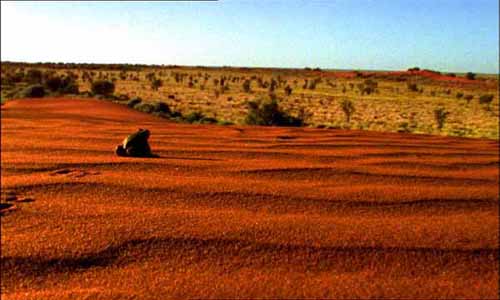 frog in desert