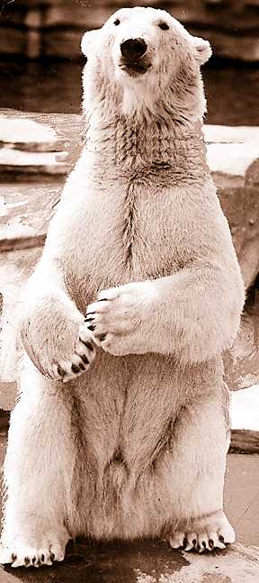 Morris the polar bear almost sealed the current zoo's fate on opening day in 1928 when he briefly considered having Detroit's acting mayor for lunch. 
