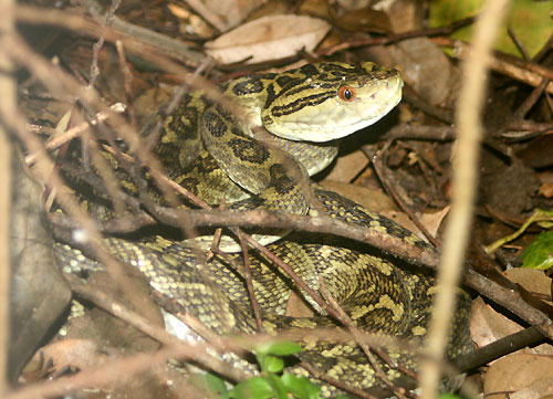 Trimeresurus flavoviridis