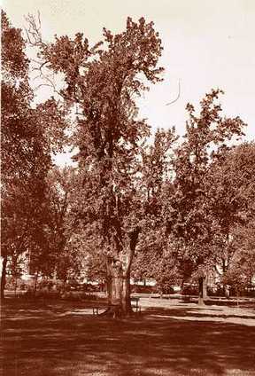 In 1938, this was the last survivor of &quot;the Twelve Apostles,&quot; a grove of pear trees that were contemporaries of the original French settlers of Detroit. It was more than two centuries old and its trunk was more than 4 feet in diameter. 
