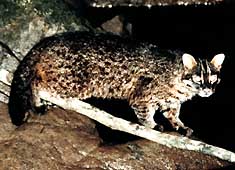 Iriomote yamaneko: a nocturnal wildcat that inhabits only Iriomote Island