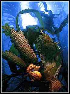 seahorse