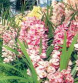 cymbidium