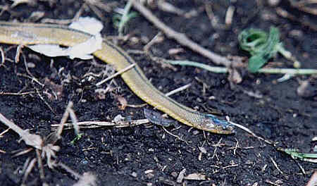 Japanese odd-scaled snake
