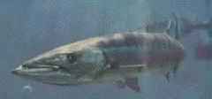 GREAT BARRACUDA