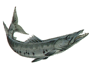 BARRACUDA