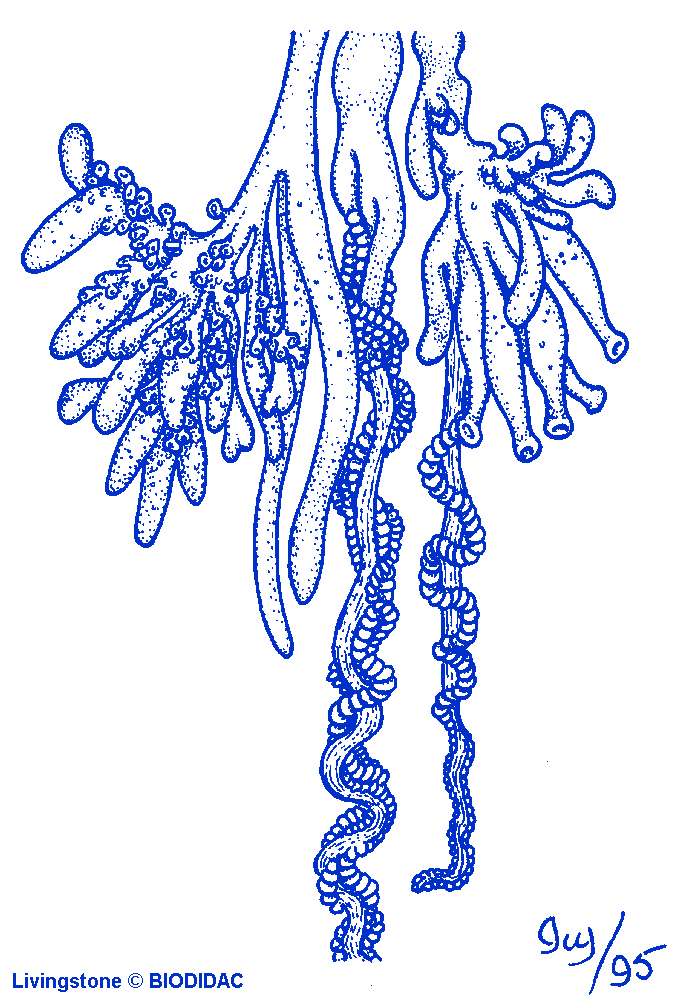 Diagram of the different types of polyps found on the colonial Portugese Man-o-war - SchÃ©mas des divers types de descendre polypes sur la GalÃ¨re portugaise (Hydrozoaire coloniaire) - The BIODIDAC Project