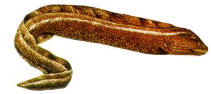 [MORAY EEL]