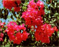 Bougainvillea