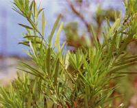 Chagi (a podocarp tree)