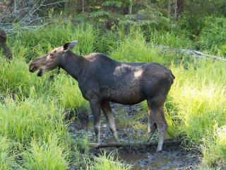 The Elk (Alces alces) (in U.S.A.:Moose)