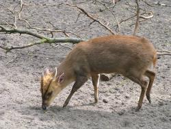 The Reeve's Muntjac (Muntiacus reevesi)