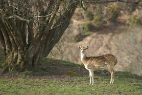 Chital Axis