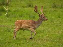 Fallow Deer