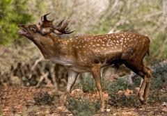 The Mesopotanian Fallow Deer