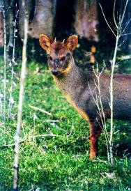 Southern Pudu