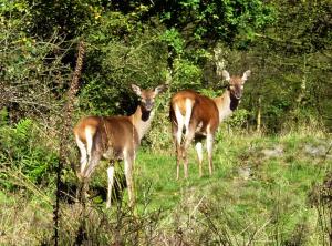 Red Deers (c) Simon