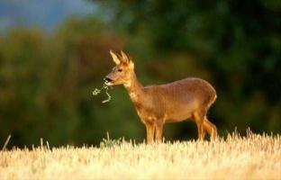 Roe Deer