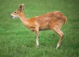 Chinese Water Deer