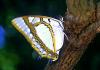 Futao-chou, Polyura eudamippus weismanni