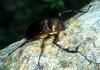 Yanbaru tenaga-kogane (Yanbaru long-armed scarab beetle), Cheirotonus jambar