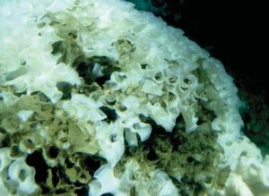 Canadian sponge reef 