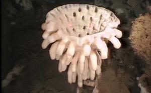 Glass Sponge Reef