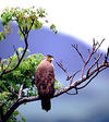 Okinawa Crested Serpent Eagle