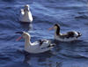 SHORT-TAILED ALBATROSS