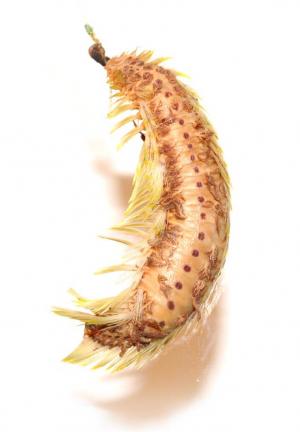 Photos G. Dally. Chloeia flava caught on a fishing hook in the Elizabeth River