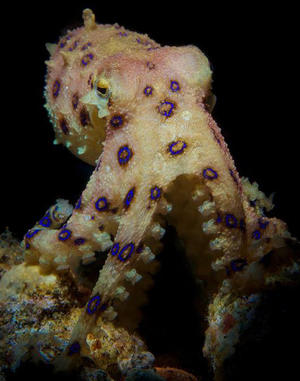 Blue-ringed octopus