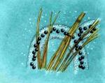 Drawing of boreal toad eggs attached to submerged plants (created by Dale Crawford).