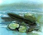 Drawing of tailed toadlets. Tadpoles change into tailed toadlets.