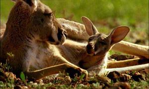 Kangaroo and Joey