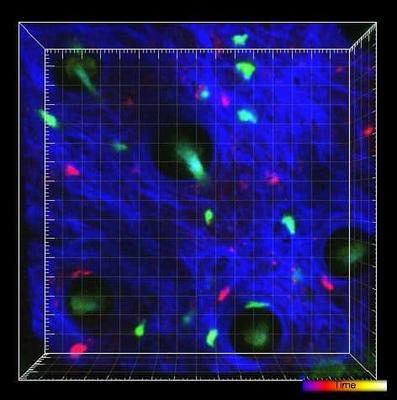 movies of T cells in inflammation
